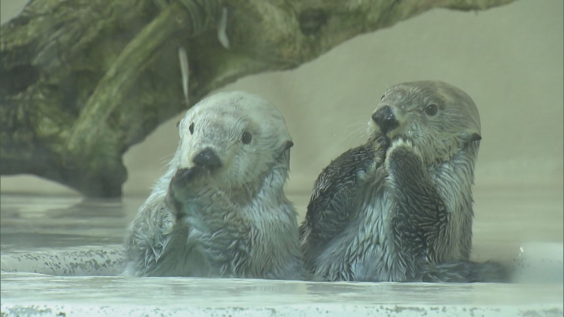 ラッコの24時間ライブ配信 “カスハラ”で飼育員にモザイク処理
