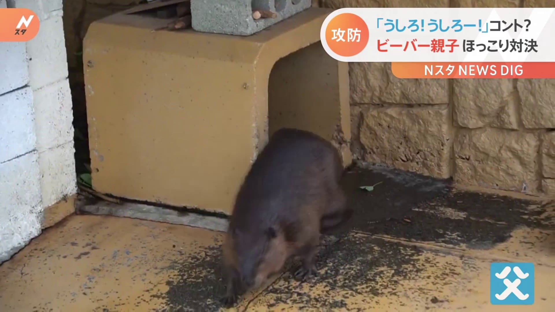 うしろ うしろーーー まるでコント ビーバー親子のおもしろ可愛い攻防 Tbs News Dig