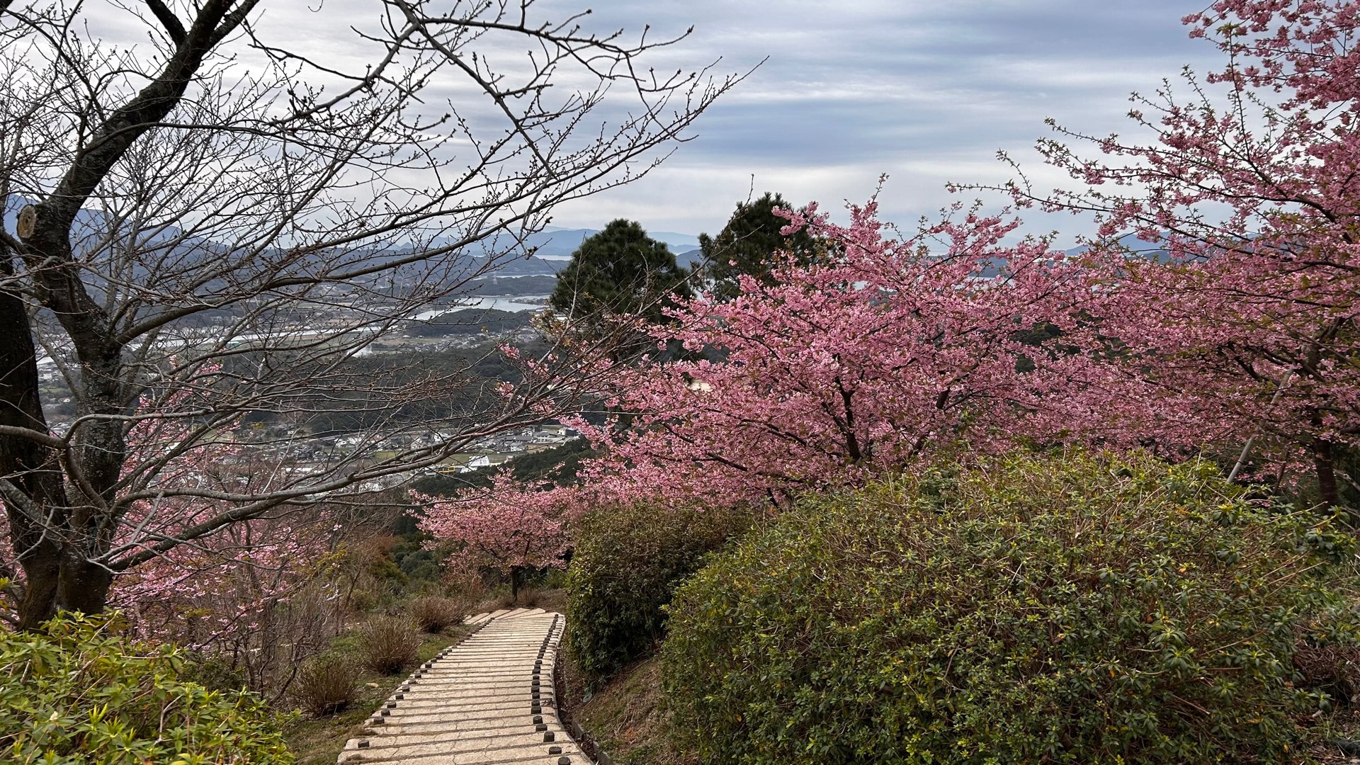 桜の先に海広がる” 天草の桜スポット「十万山公園」で約180本の河津桜