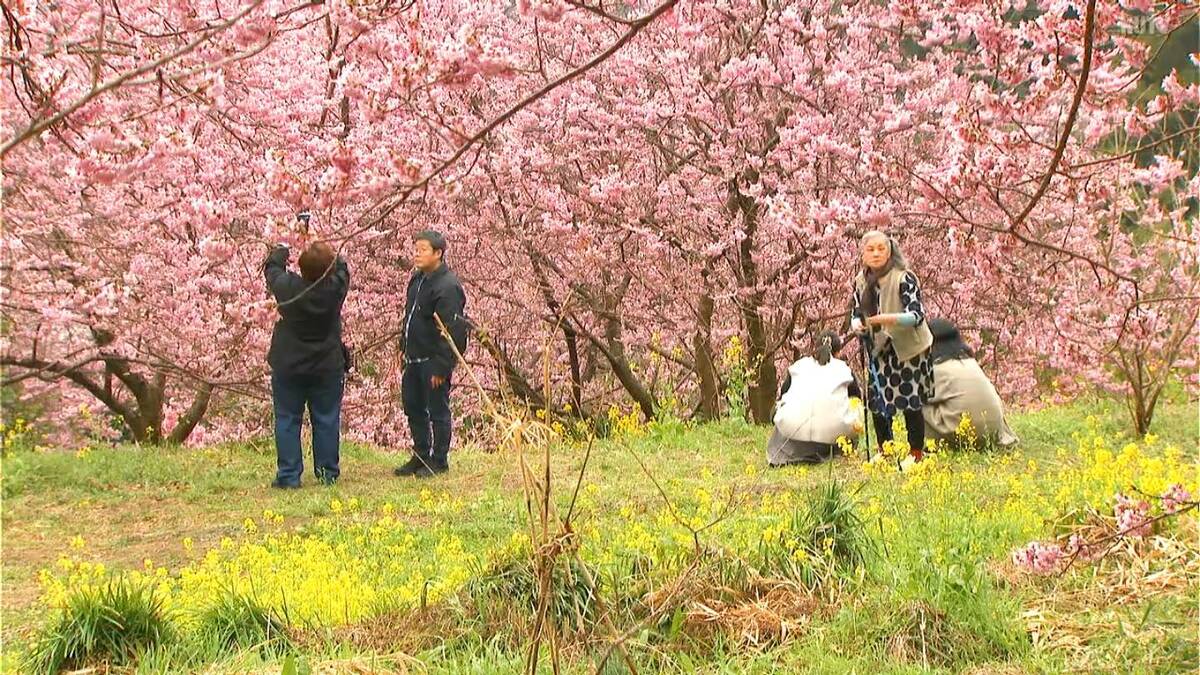 近年にないような色「今年は最高」桑田山の雪割桜見ごろ（高知・須崎市