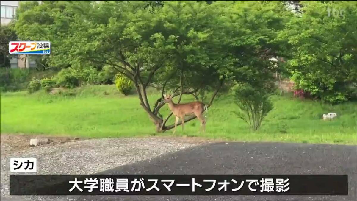 女子大構内をシカが闊歩 「誰かが飼っていたのか？」専門家も首