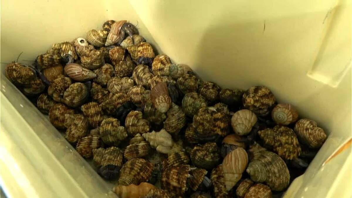 オカヤドカリ1300匹密猟の中国籍の男2人の公判「報酬20万円で指示された」鹿児島