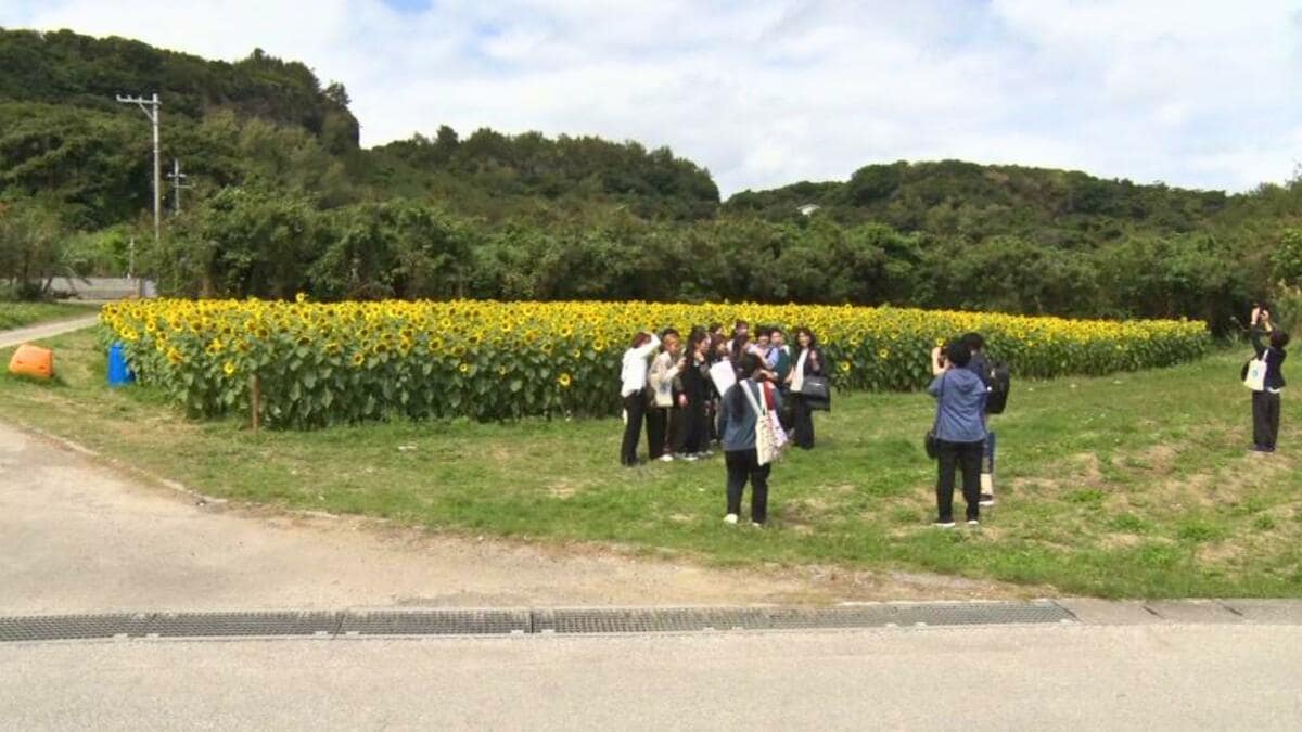 うるま市の浜比嘉島でヒマワリが満開