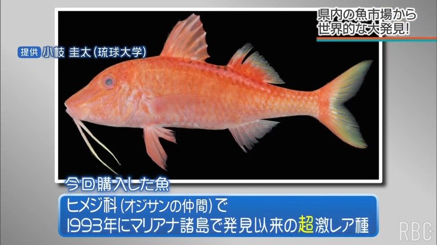 市場でセット売りの “雑魚” に世界2例目の激レア珍魚が紛れていた！ 絶海の孤島にちなみ「コトウヒメジ」と命名