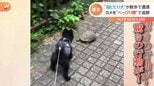 “へっぴり腰”のポメラニアン 散歩中カメにビビって思わず|TBS NEWS DIG