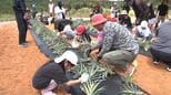 子どもたちがパイナップルの植え付け・収穫に挑戦　東村で体験学習　|　沖縄のニュース｜RBC 琉球放送