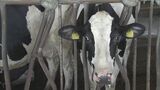 牛乳にも猛暑の影響　 搾乳量減少で値段はどうなる？学校の給食は大丈夫？　愛知県田原市の牧場を取材　モー大変！|TBS NEWS DIG