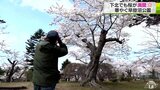 下北の桜も異例の早さで満開に・むつ市早掛沼公園|TBS NEWS DIG