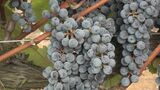 色づきや糖度も十分な品質の良いブドウに… 能登ワインでブドウ収穫とヌーボーの醸造開始　|　石川県のニュース｜MRO北陸放送