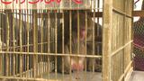 商業施設に出没したサル 11日朝 付近の住宅で捕獲される | 愛媛のニュース - Nスタえひめ|あいテレビは6チャンネル