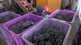 香り豊かなワインの仕上がりに期待　花巻市のワイナリーで2026年のワインの仕込み始まる　作業の安全を願う神事行われる　岩手　|　IBC NEWS | IBC岩手放送