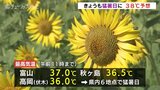夏の花 ヒマワリ満開!訪れた人を楽しませる 10日連続の熱中症警戒アラート 富山|TBS NEWS DIG