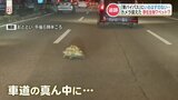 「なぜこんなところに?」道路を横断するアフリカ原産のカメ どこから?そしてその行方は?【熊本】 | 熊本のニュース|RKK NEWS|RKK熊本放送
