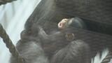 チンパンジーの赤ちゃん公開 元気に成長中!将来はやんちゃに?愛媛・とべ動物園|TBS NEWS DIG