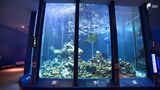 "三保の水族館"存続求める市民団体が会見 施設は取り壊し予定も...大学側と交渉続ける方針=静岡・清水区|TBS NEWS DIG