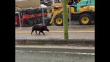 イノシシに襲われる 福岡市で警察官ら4人けが 前日には久留米市でも女児ら2人けが | 福岡のニュース|RKB NEWS|RKB毎日放送