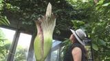 ギネス認定の臭さ! ショクダイオオコンニャクが開花 来場者の感想は… 沖縄・本部町 | 沖縄のニュース|RBC 琉球放送