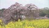 「圧巻」「何回みてもめっちゃきれい」日本三大桜・三春滝桜は今週末が見頃 福島・三春町 | 福島のニュース│TUF