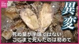 生産量日本一の広島カキが大量死 原因は海水の「高水温」と「高塩分」か 広島県「事態は深刻」|TBS NEWS DIG