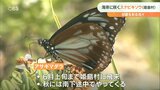 旅する蝶アサギマダラの休息地に咲く可憐な花「スナビキソウ」見ごろ | 大分のニュース|OBS NEWS|大分放送