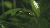成虫の命はわずか10日…大洲の新谷小で「ホタル」の出前授業。県の天然記念物・矢落川のゲンジボタルは6月中旬まで見頃　|　愛媛のニュース - Nスタえひめ｜あいテレビは6チャンネル