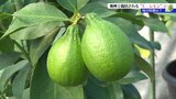 「レモンはおしゃれで東北人の憧れなんです」実は岩手に向いていた!奥州市で栽培されているE‐レモン 食べ方も紹介 | IBC NEWS | IBC岩手放送