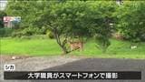 女子大構内をシカが闊歩 「誰かが飼っていたのか?」専門家も首かしげる 仙台|TBS NEWS DIG