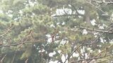 桜の開花予想 大分市は3月22日 平年より2日早い | 大分のニュース|OBS NEWS|大分放送