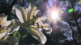 緑豊かな景色に真っ白な花のコントラスト 三陸復興国立公園の碁石海岸でヤマユリ咲く 1株だけ色違いも 見頃は7月いっぱい 岩手・大船渡市|TBS NEWS DIG