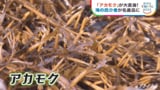 「アカモク」が大変身!海の厄介者が名産品に【SDGs】|TBS NEWS DIG