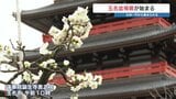 ほのかな甘い香り、目の前には盆梅と寺院　九州一円から44鉢が集まる　玉名盆梅展　|　熊本のニュース｜RKK NEWS｜RKK熊本放送