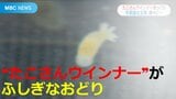 たこさんウインナー似“新種”生物「ふしぎなおどり」が得意でエビ嫌い?ヤマタロウヤドリツノムシ調査同行で生態が徐々に | 鹿児島のニュース|MBC NEWS|南日本放送