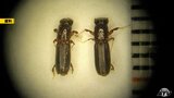 猛毒キノコ「カエンタケ」発生も「ナラ枯れ」被害・青森県は昨季と同程度確認|TBS NEWS DIG