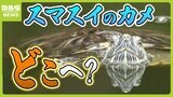 スマスイのカメ１６４匹はいま...伊豆に！引き取った施設の園長は『家で飼えなくなったカメ』も全て受け入れ「カメは悪者ではなかった...外来種ということで殺されるなら助けてあげたい」|TBS NEWS DIG