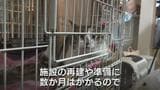 「落ち着ける場所に」ネコの一時保護や物資の支援呼びかけ　住宅など7棟焼く火事、保護団体の施設も焼失　ネコ20匹も死ぬ　富山・高岡市|TBS NEWS DIG