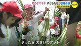 旬のタマネギ　園児ら収穫体験　広島・東広島市|TBS NEWS DIG