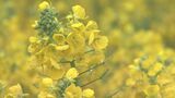 まだ寒いのに「菜の花」が一面に！「一足早く春を」国営アルプスあづみの公園に６０００本　|　SBC NEWS | 長野のニュース | SBC信越放送