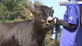 「横から見て長方形、後ろから見て丸形になっているのが理想」岩手県畜産共進会・黒毛和種の部の審査行われる 岩手・雫石町|TBS NEWS DIG