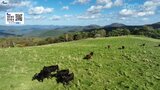 冬の「山下げ」を控える牛たち~放牧が行われている岩泉町・早坂高原 岩手の雄大な風景をドローン映像で【岩手空中散歩】|TBS NEWS DIG