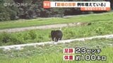 体重約100キロか　クマ相次ぎ目撃　夏場も出没に「例年より増加」　住宅敷地内にも侵入　富山市婦中町|TBS NEWS DIG