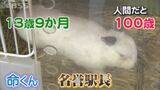 来年は忙しくなるけどマイペースで…人間なら100歳のご長寿ウサギがいた！出勤する場所とは？　|　BSSニュース | BSS山陰放送