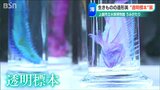 透明標本で魅せる「造形美」 泳いでいる“いきもの”の骨格や構造を知る展覧会 上越市立水族博物館 | 新潟のニュース・天気|BSN NEWS|BSN新潟放送