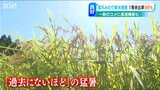 「稲に寄り添いながら一生懸命作ってきた」米どころの極早生品種・葉月みのり 猛暑乗り越え19日から店頭へ|TBS NEWS DIG