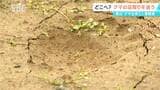 「住民を襲ったクマとは別個体」 飯山市で5月に駆除されたクマ 県がDNA鑑定を実施 引き続き注意呼びかけ|TBS NEWS DIG