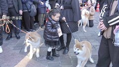 菅前総理「日本の友好推進に一役買っている」渋谷に秋田犬が大集結…約40頭が街中を行進　忠犬ハチ公生誕100年を祝う| TBS CROSS DIG with Bloomberg