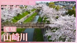 名古屋・山崎川~市民の憩いの散策路に600本の桜【JNN sakuraドローンDIG 2024】|TBS NEWS DIG