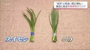 ニラとスイセン見分けられる？　誤食による食中毒　死亡例も…身近に潜む有毒植物の罠　|　MRTニュース ｜ ＭＲＴ宮崎放送