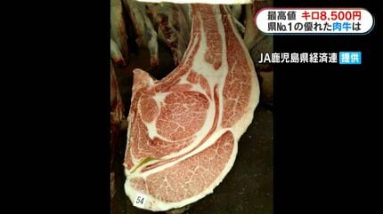 最高値は1キロ8500円 鹿児島県肉牛枝肉共進会開催 南九州市 | 鹿児島の