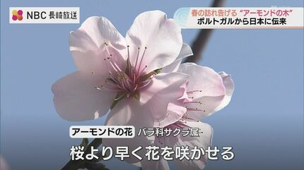 桜じゃなかと？？」日本二十六聖人記念館に春の便り“アーモンドの花
