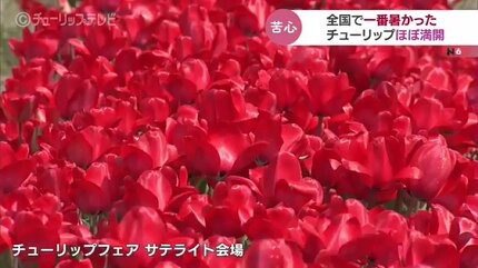 チューリップフェア開幕前なのに“ほぼ満開”…開花早まり現場は困惑 富山